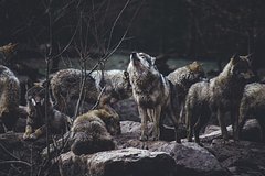 Урсула фон дер Ляйен добилась мести всем волкам Европы за своего съеденного пони
