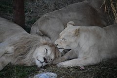 Фермеров попросили пожертвовать коров и лошадей пожилым львам на корм