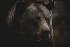 Медведь напал на 60-летнюю женщину