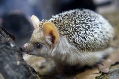 Швеция впервые внесет в красную книгу одно животное