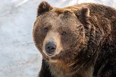 Медведь вломился в номер отеля, посмотрел на постояльцев и ушел